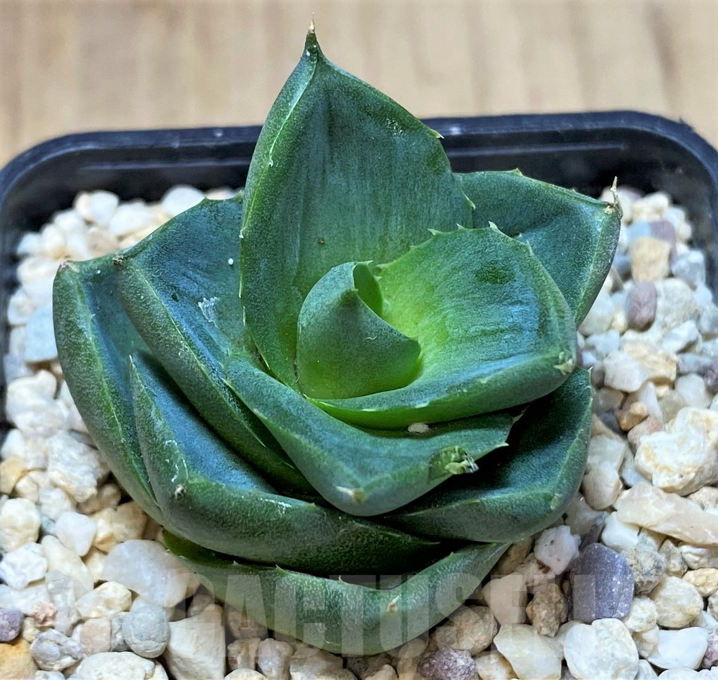 SHPR40151 Agave pixie - Image 2