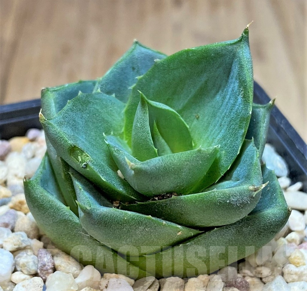 SHPR40151 Agave pixie
