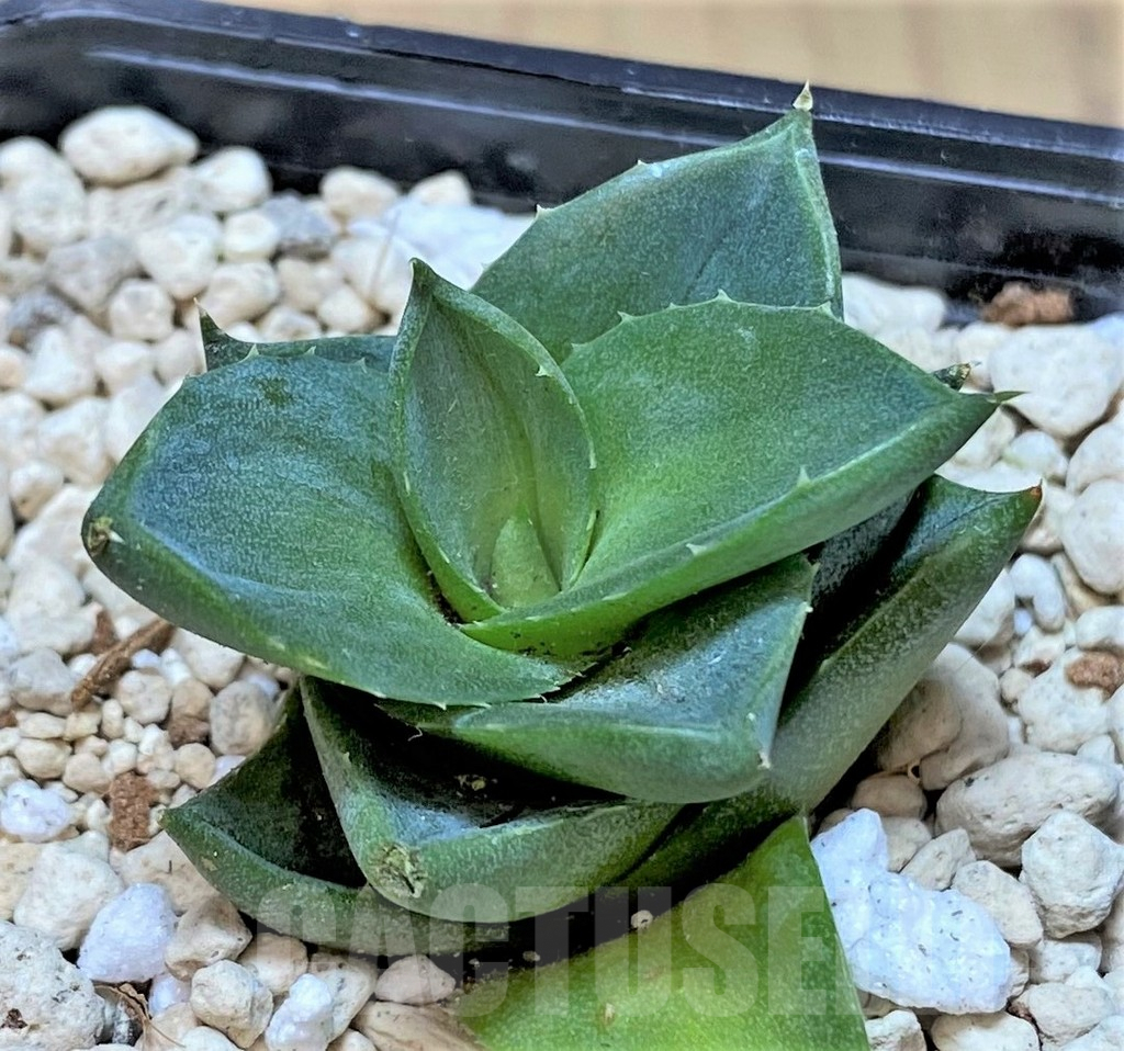 SHPR40152 Agave pixie - Image 2
