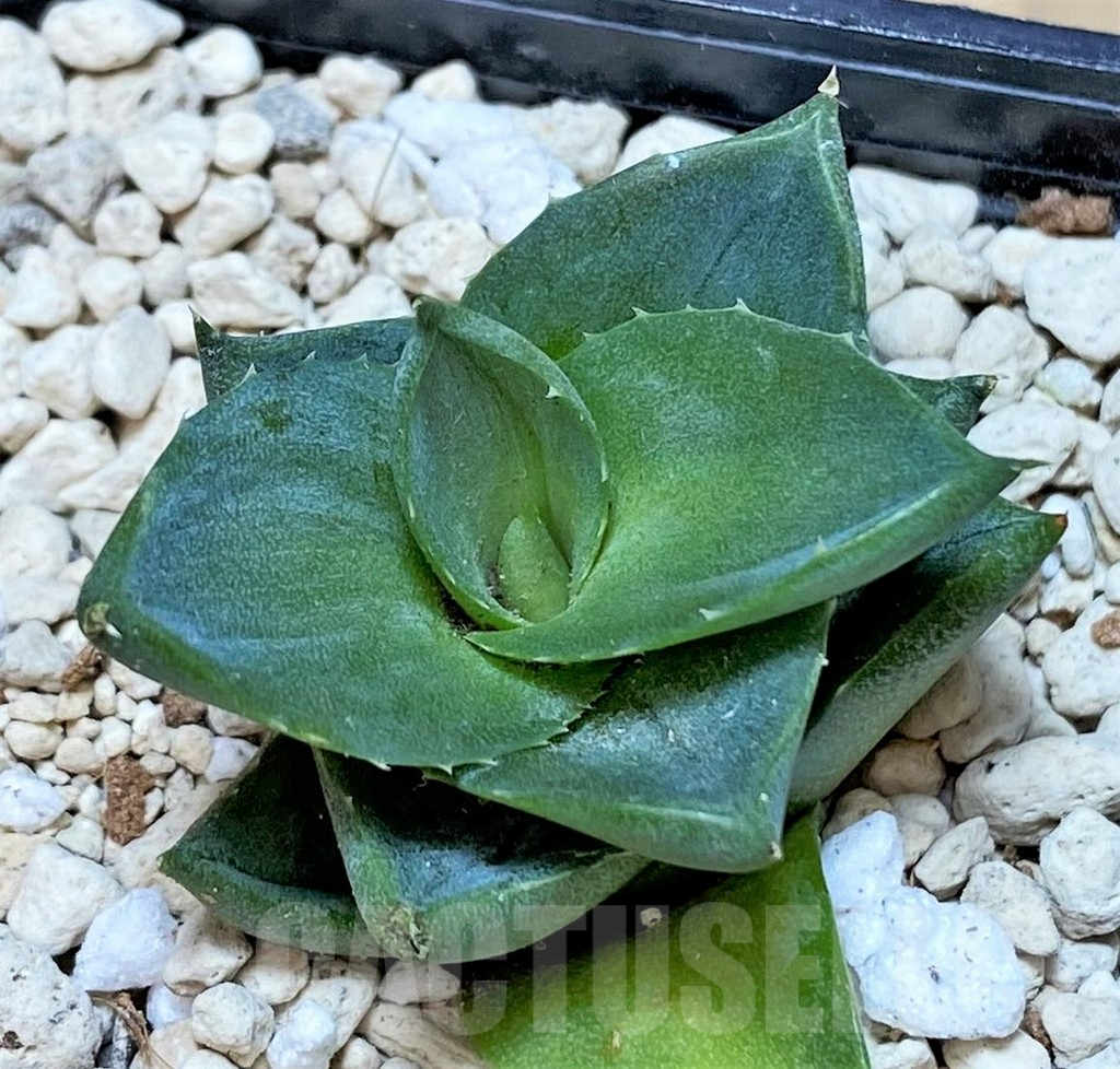 SHPR40152 Agave pixie