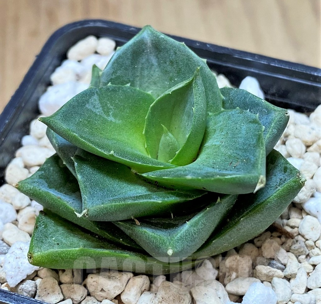 SHPR40153 Agave pixie