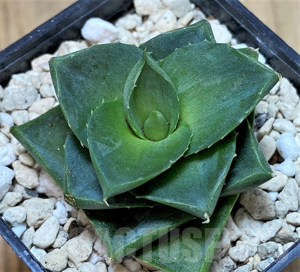 SHPR40153 Agave pixie - Image 2