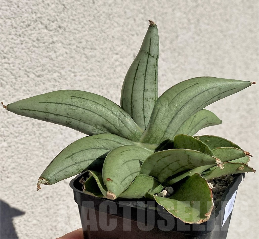 SHPR40162 Sansevieria 'Mee dee'
