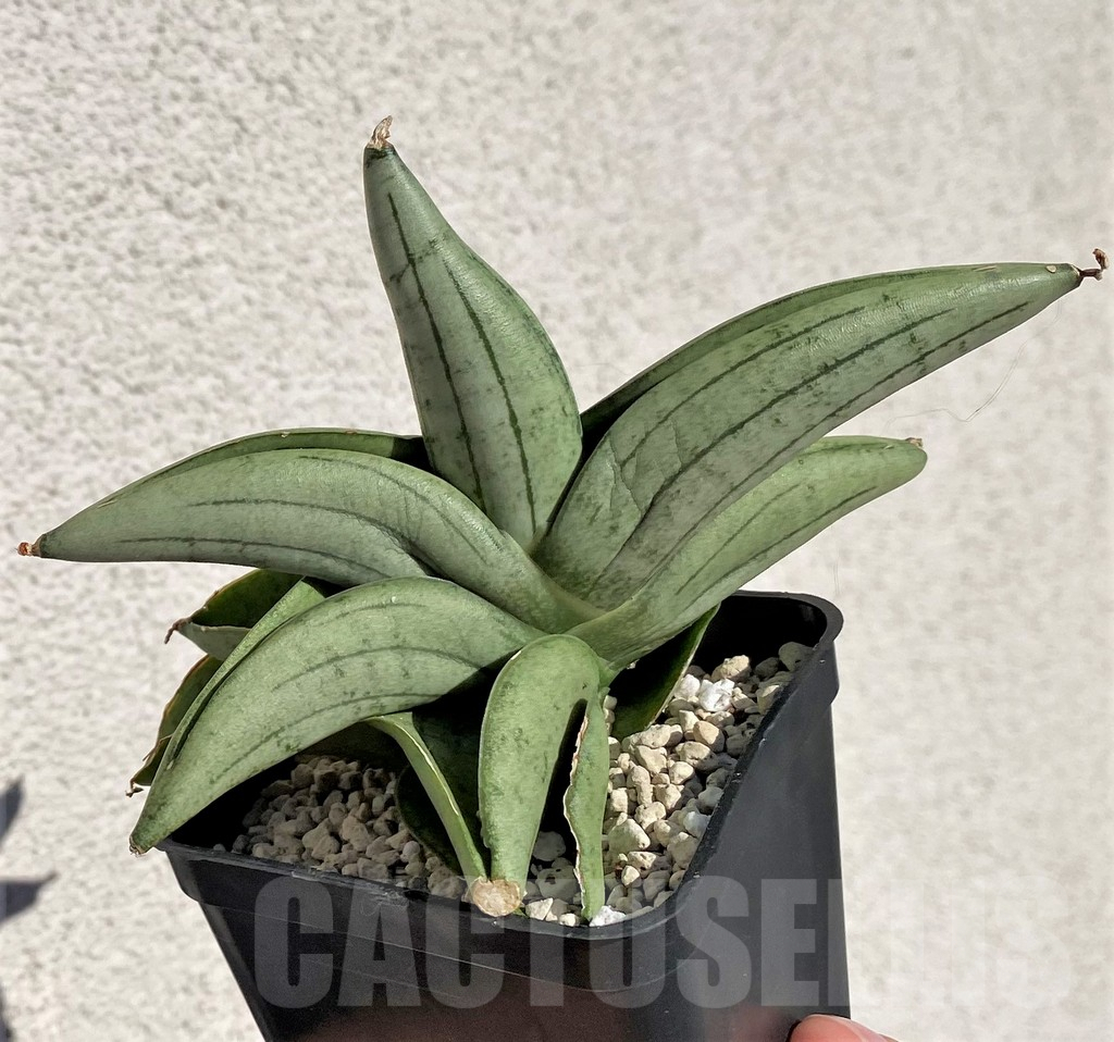 SHPR40162 Sansevieria 'Mee dee' - Image 2