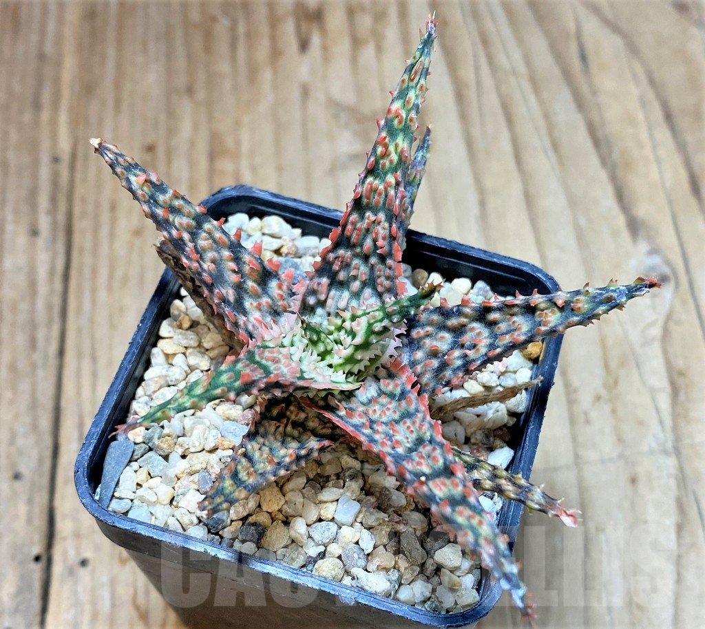SHPR41185 Aloe hybrid - Image 3