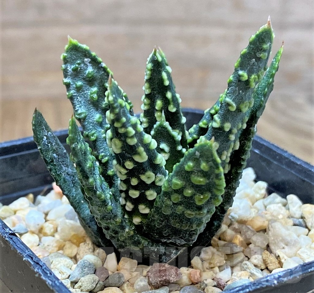 SHPR41229 Haworthia pumila -Japan-, seedling - Image 2