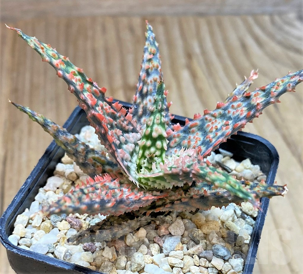 SHPR41185 Aloe hybrid