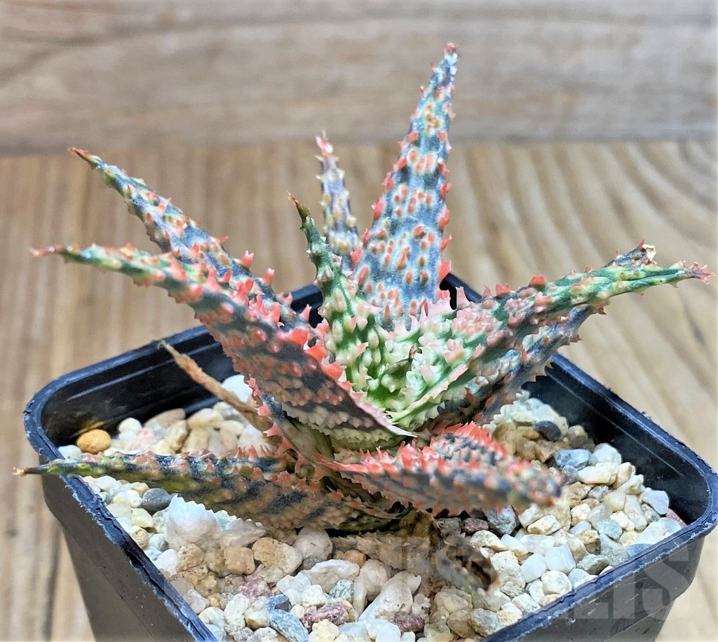 SHPR41185 Aloe hybrid - Image 2