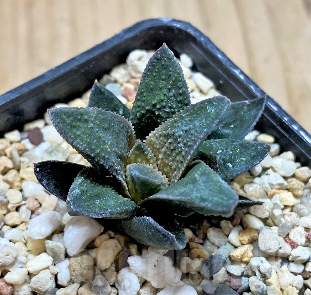 SHPR41237 Haworthia pygmaea x scabra