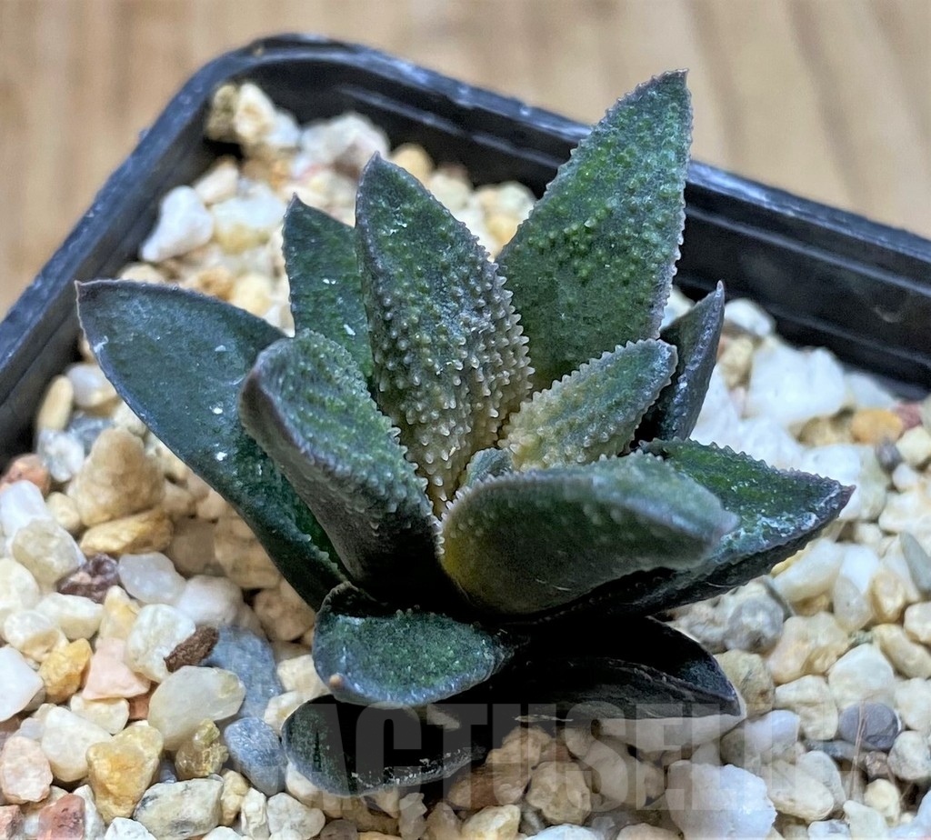 SHPR41237 Haworthia pygmaea x scabra - Image 2