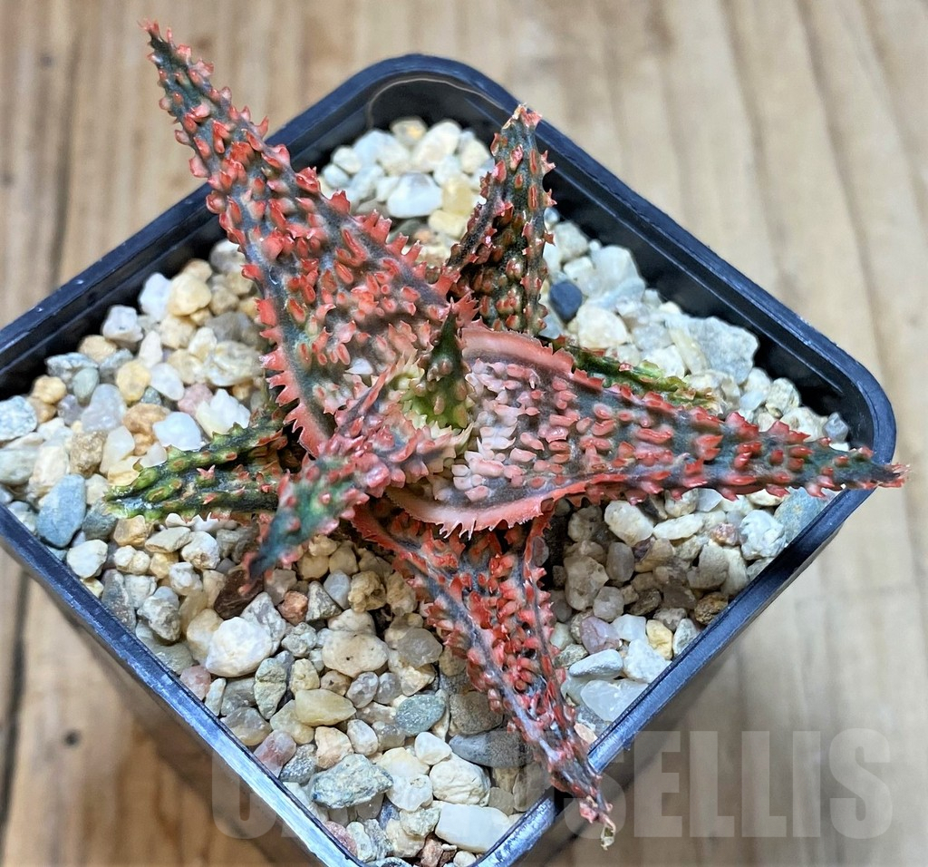 SHPR41191 Aloe TCT hybrid - Image 2