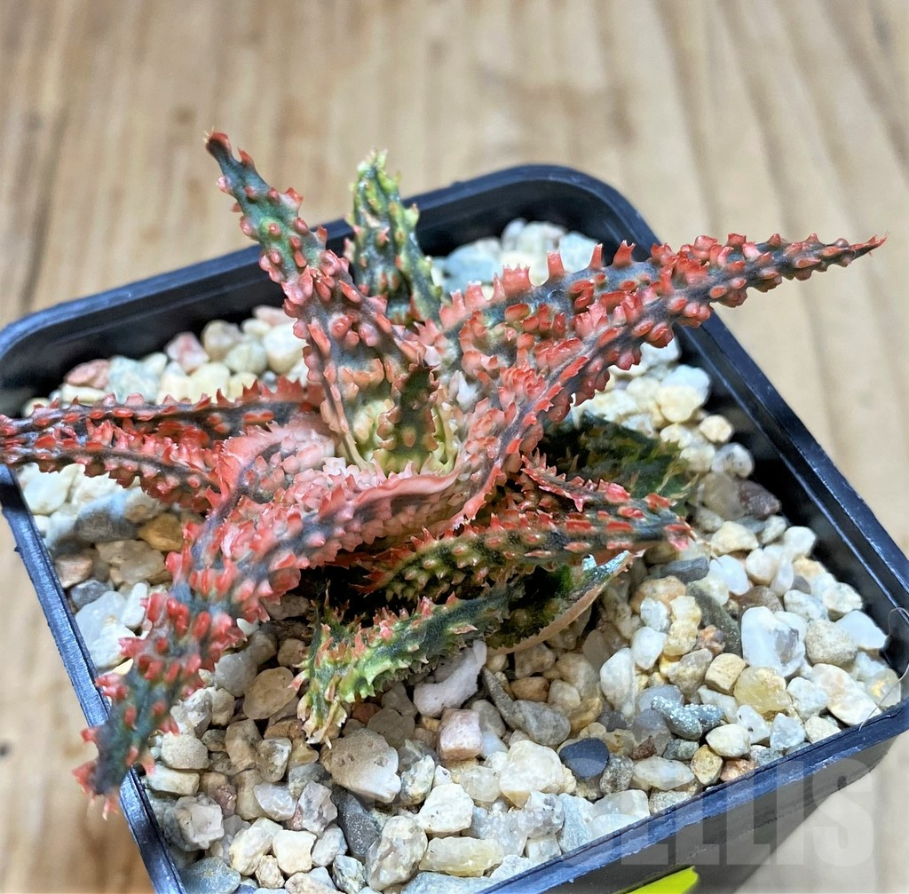 SHPR41191 Aloe TCT hybrid