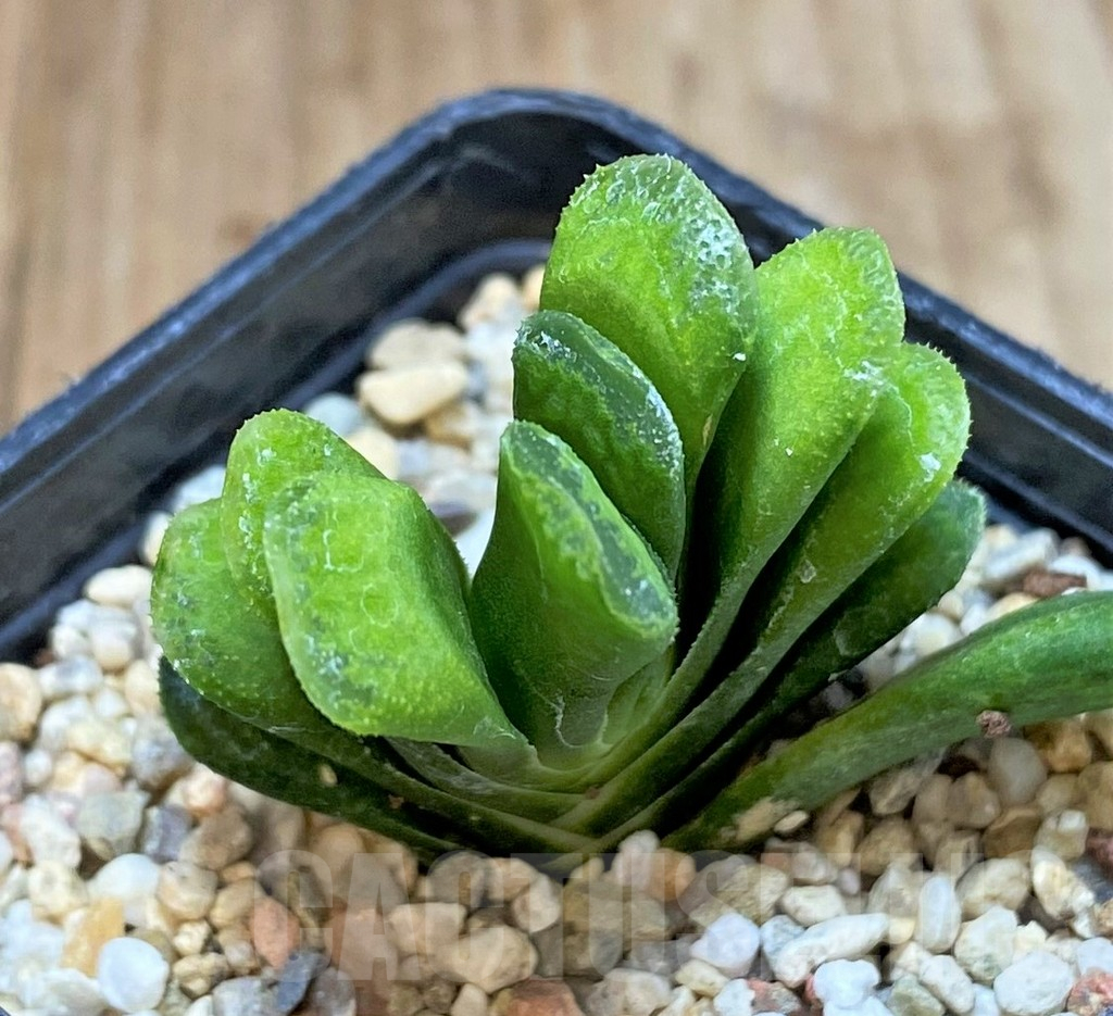 SHPR41193 Haworthia truncata 'Lime Green' - Image 2