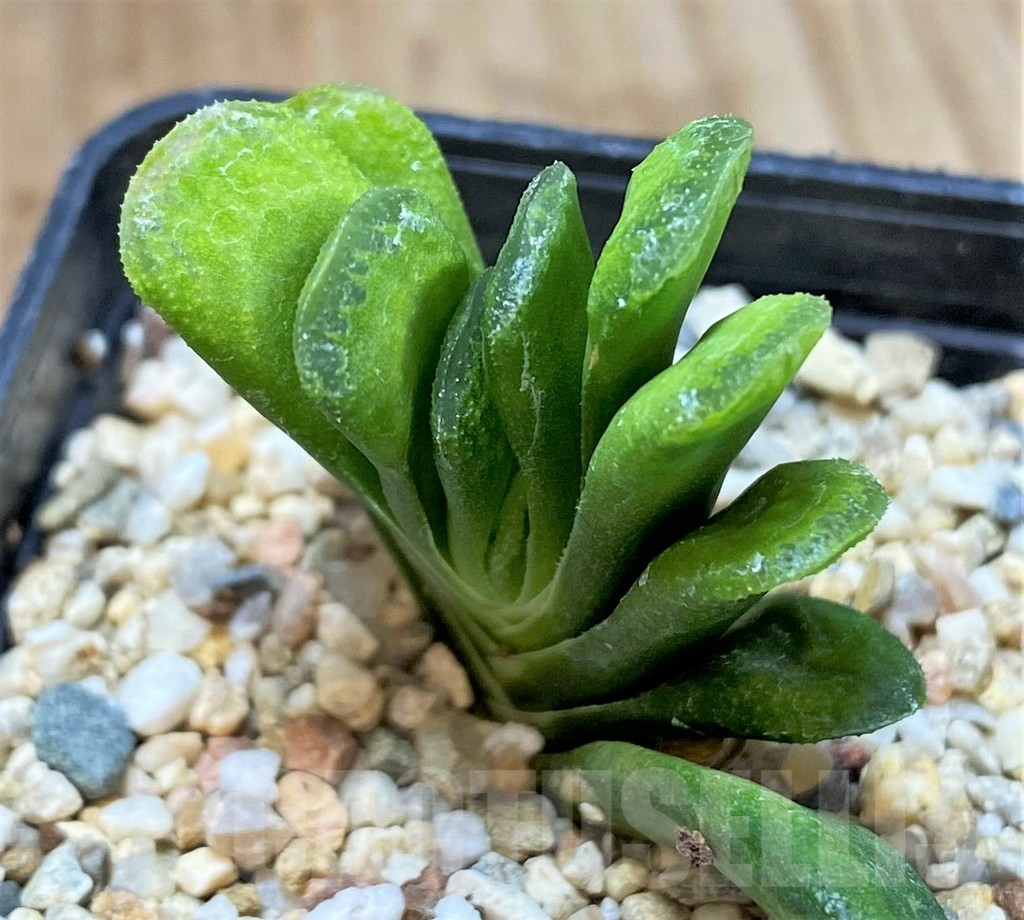 SHPR41193 Haworthia truncata 'Lime Green'