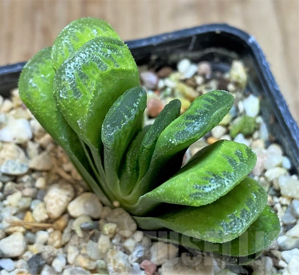 SHPR41194 Haworthia truncata 'Lime Green' - Image 2