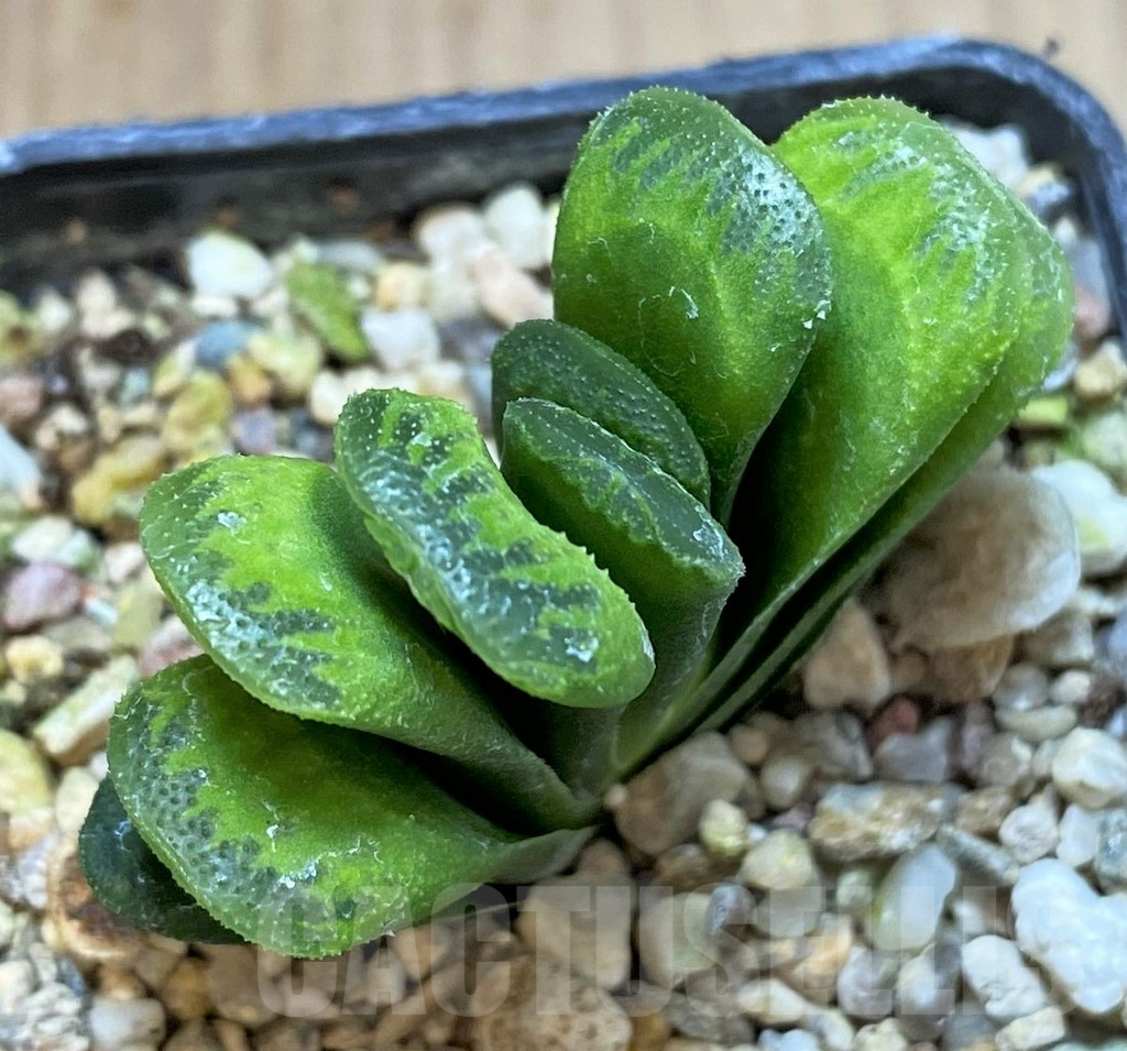 SHPR41194 Haworthia truncata 'Lime Green'