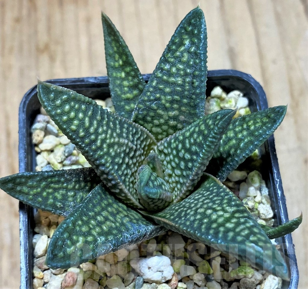 SHPR41196 Haworthia pumila x koelmaniorum - Image 2