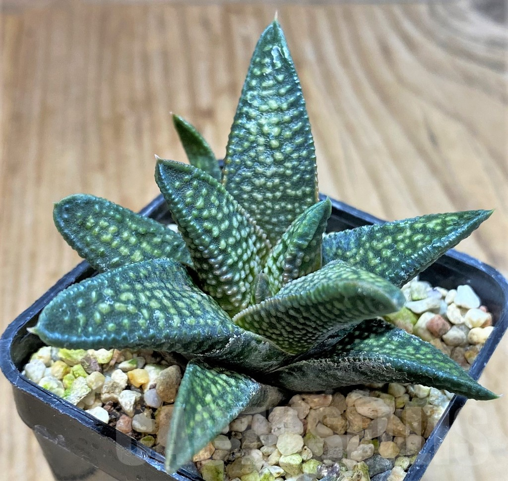 SHPR41196 Haworthia pumila x koelmaniorum