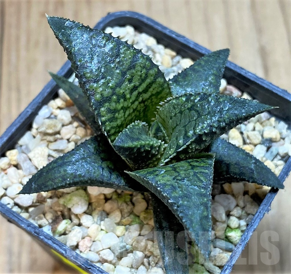 SHPR41200 Haworthia tesselata x koelmaniorum ‘Urocomado’ type1