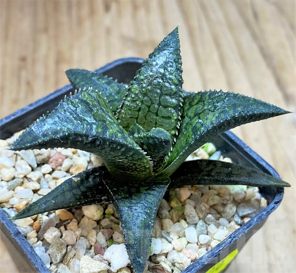 SHPR41200 Haworthia tesselata x koelmaniorum ‘Urocomado’ type1 - Image 2