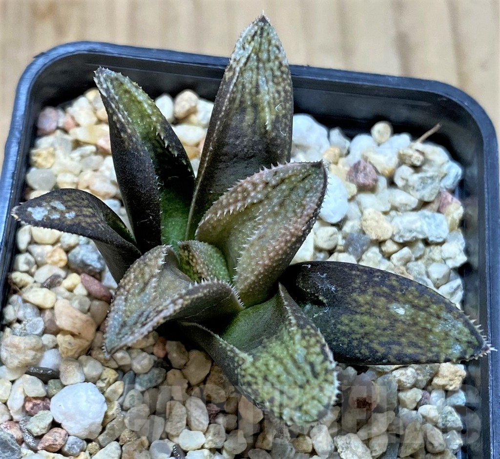 SHPR41202 Haworthia picta 'White' hybrid - Image 2