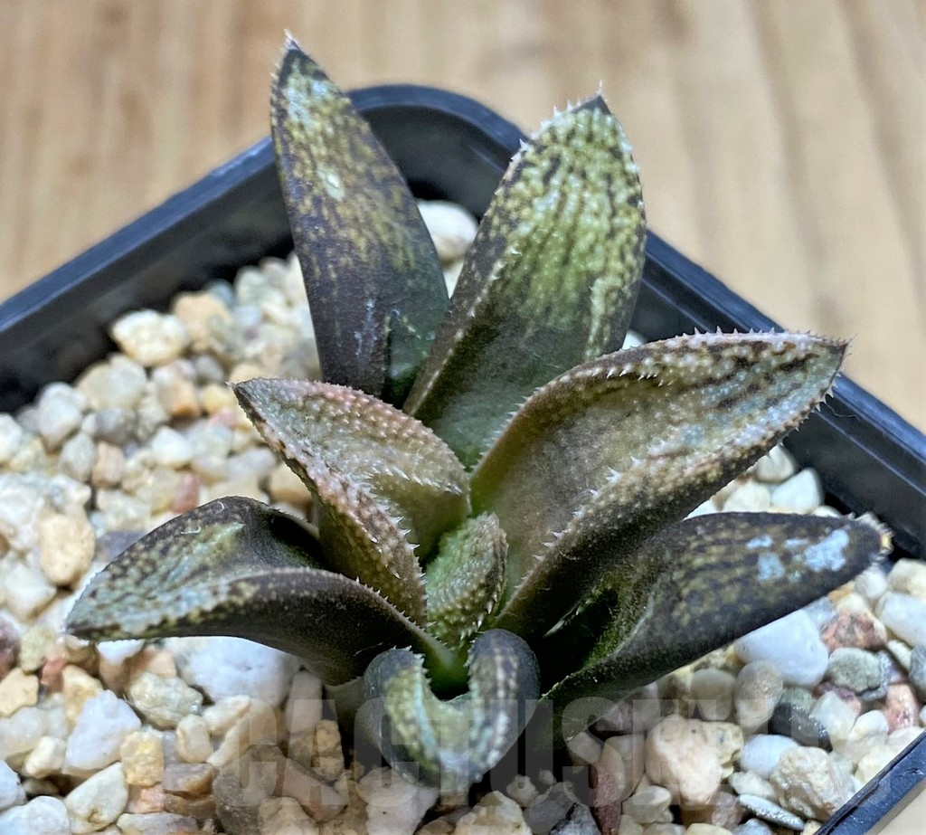 SHPR41202 Haworthia picta 'White' hybrid