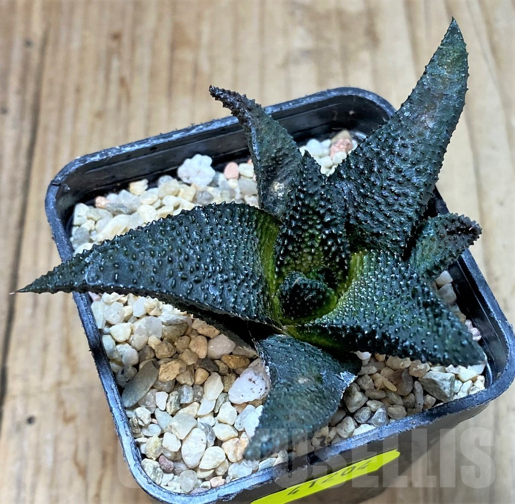SHPR41204 Haworthia scabra - Image 2