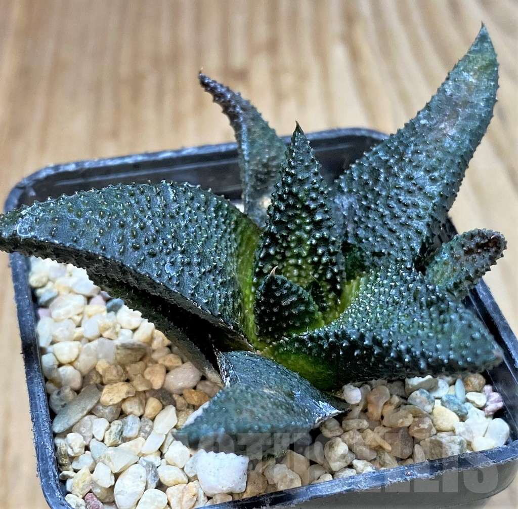 SHPR41204 Haworthia scabra