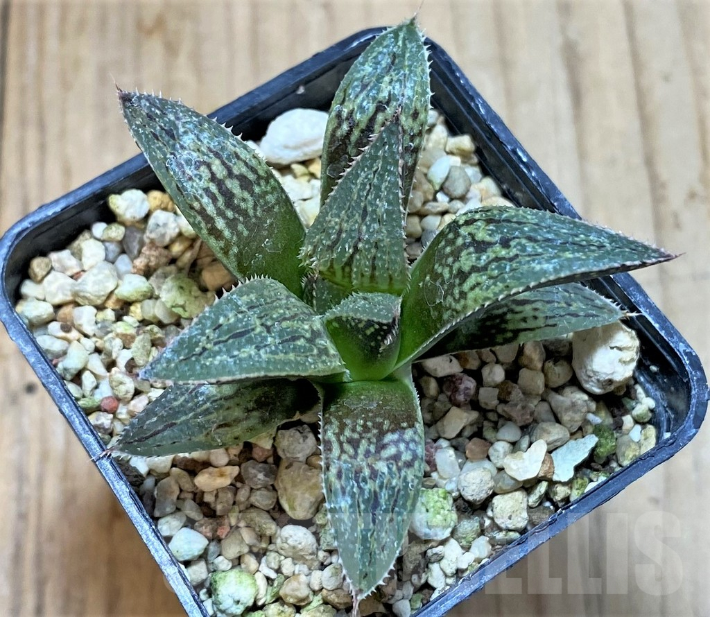 SHPR41207 Haworthia picta HRX-2 x 'Pink Lady' - Image 2