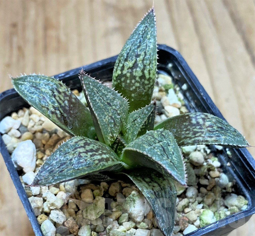 SHPR41207 Haworthia picta HRX-2 x 'Pink Lady'
