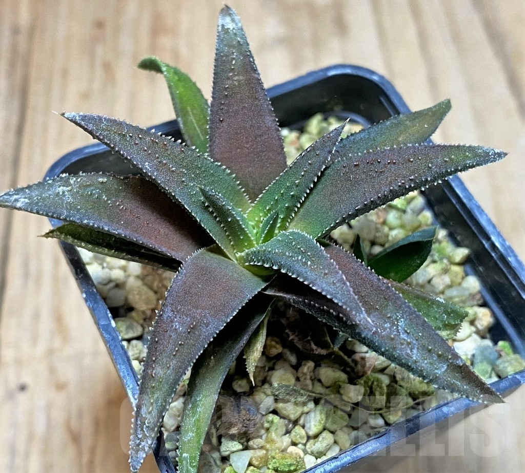 SHPR41209 Haworthia parksiana hybrid f. variegata ?