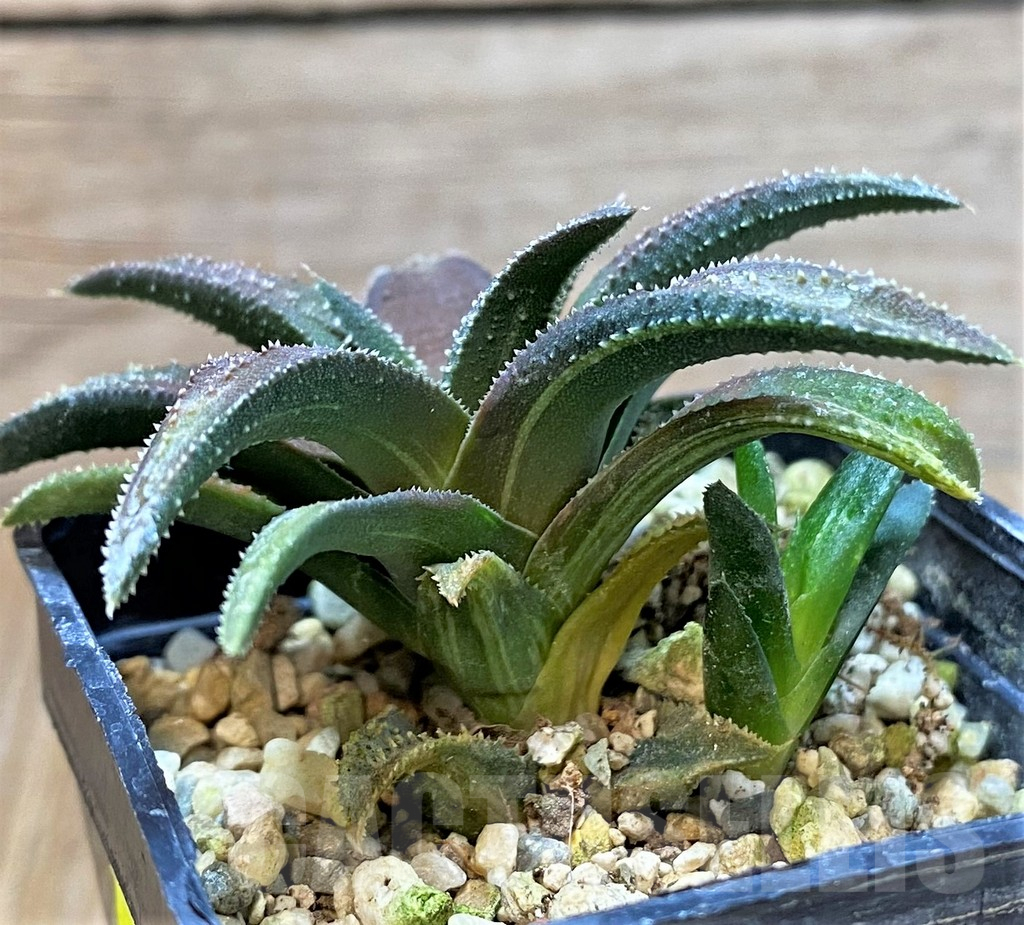 SHPR41209 Haworthia parksiana hybrid f. variegata ? - Image 2
