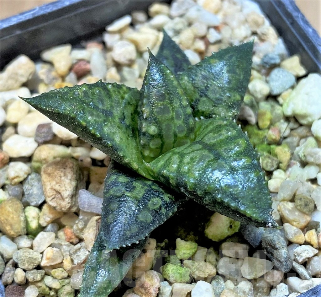 SHPR41211 Haworthia tesselata x koelmaniorum ‘Urocomado’ type1