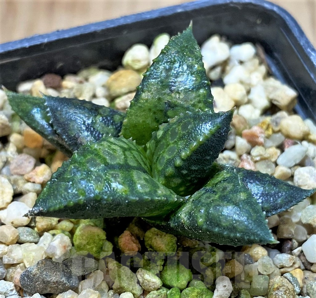SHPR41211 Haworthia tesselata x koelmaniorum ‘Urocomado’ type1 - Image 2
