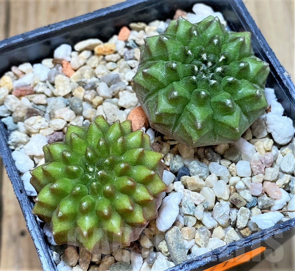 SHPR41417 Gymnocalycium mihanovichii 'inermis', 2 plants