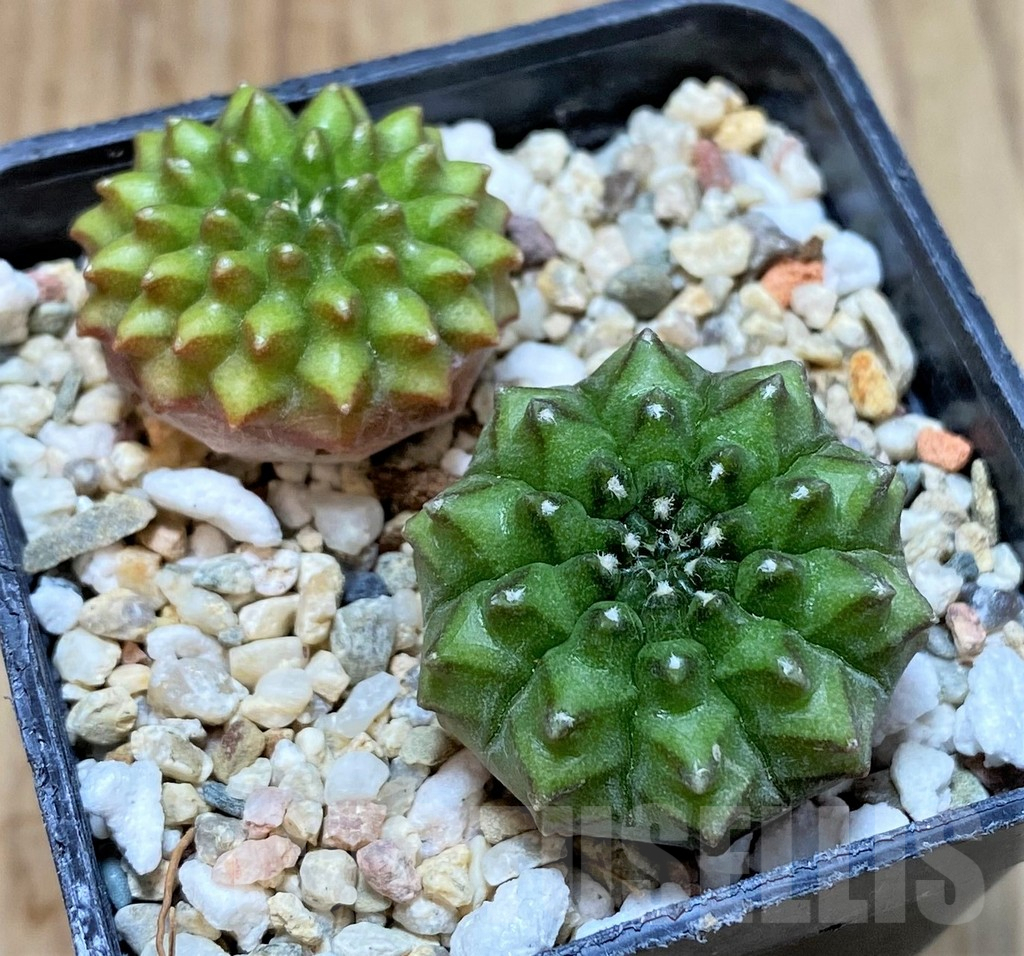 SHPR41417 Gymnocalycium mihanovichii 'inermis', 2 plants - Image 2