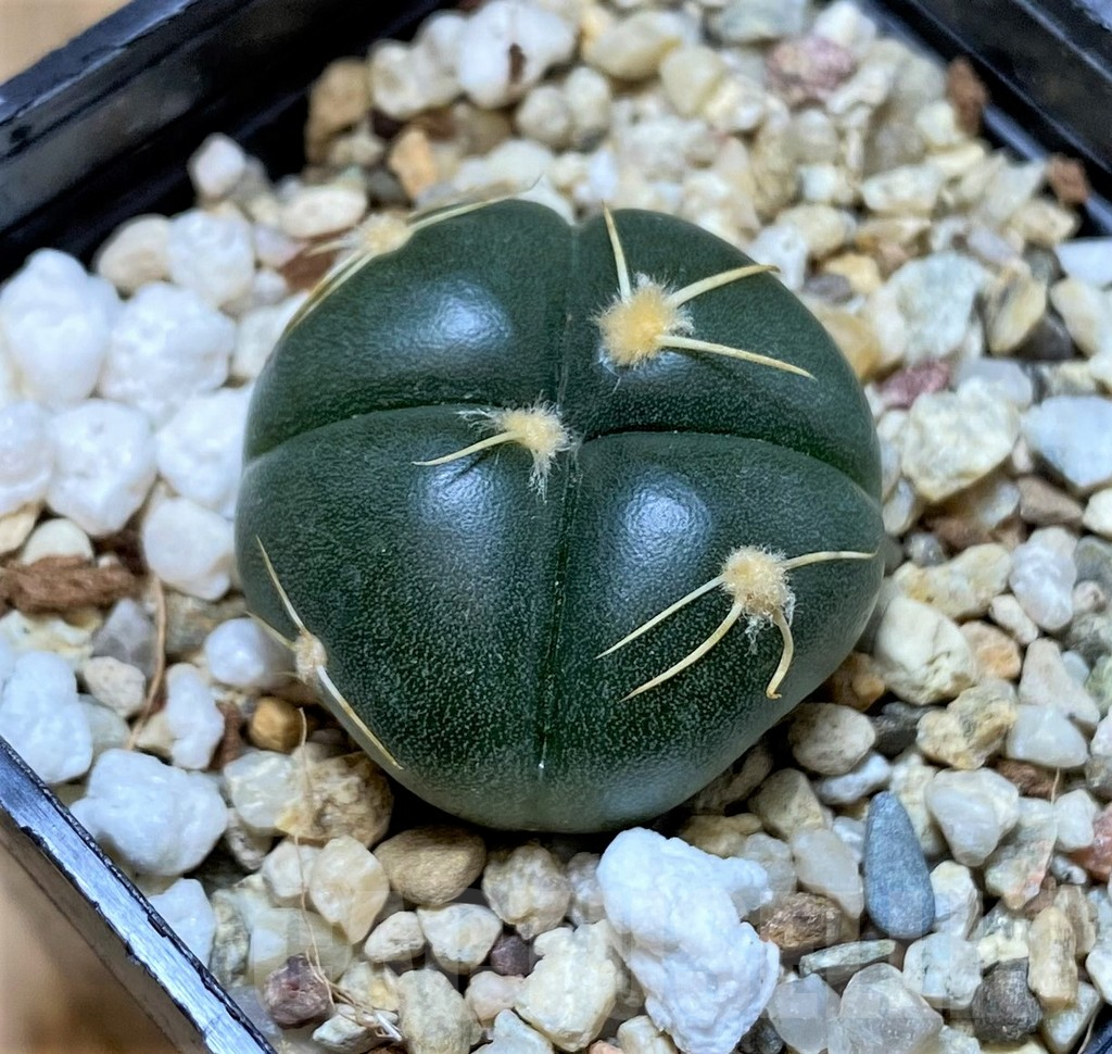 SHPR41418 Gymnocalycium denudatum VG 1703 -Brazil- - Image 2