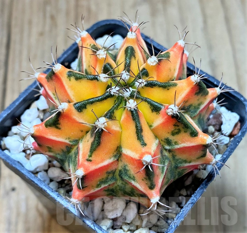 SHPR41421 Gymnocalycium mihanovichii f. variegata, ex Japan - Image 2