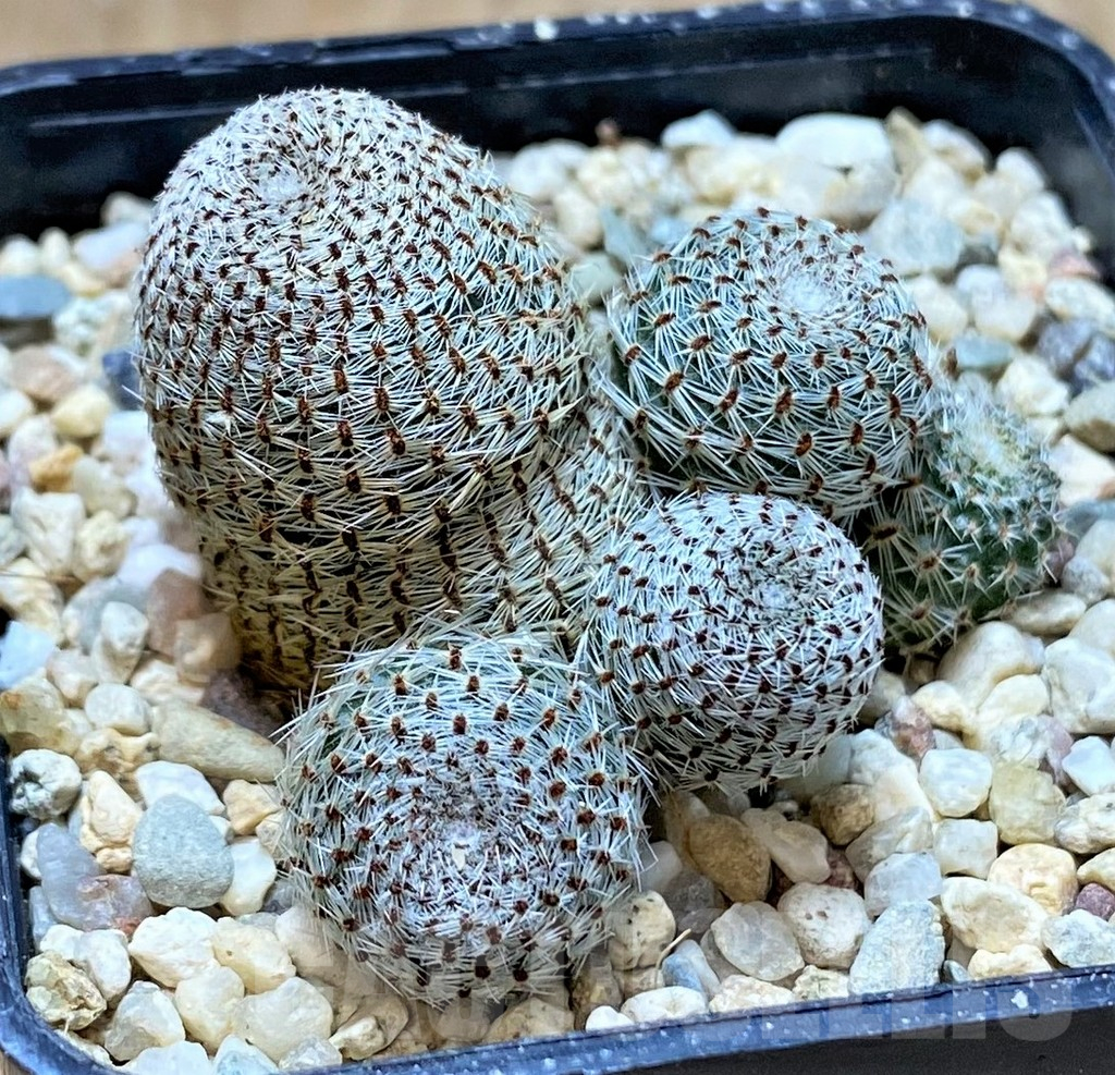 SHPR41424 Rebutia heliosa - Image 2