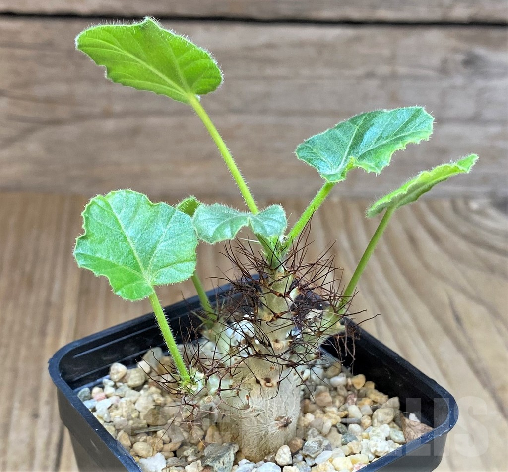 SHPR41436 Jatropha marginata - Image 2