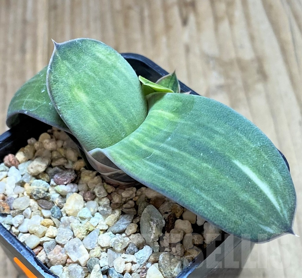 SHPR41385 Gasteria hybrid f. variegata - Image 2