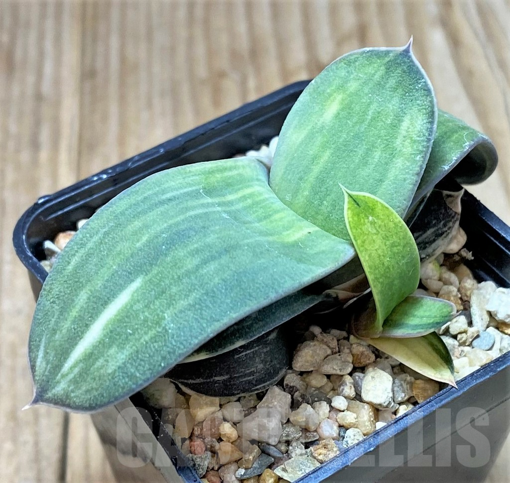 SHPR41385 Gasteria hybrid f. variegata