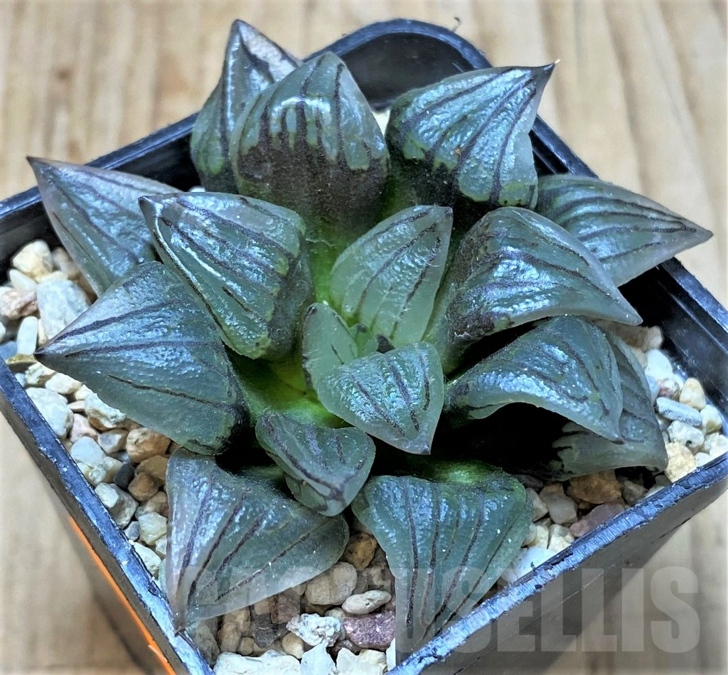 SHPR41403 Haworthia atrofusca 'Watermelon' - Image 2