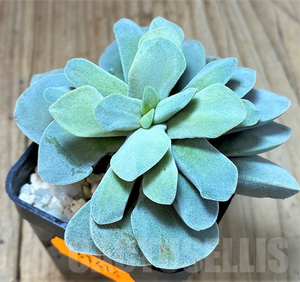 SHPR41414 Crassula 'Morgan's Beauty'