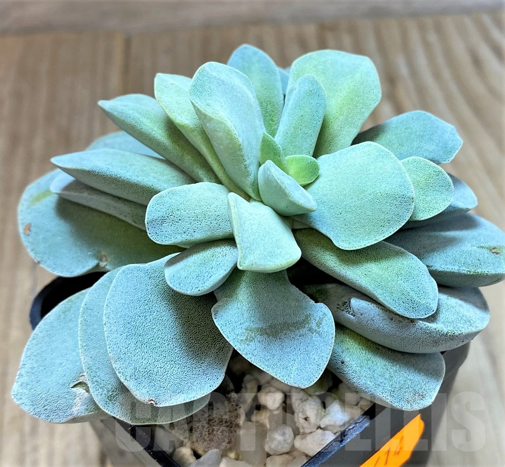 SHPR41414 Crassula 'Morgan's Beauty' - Image 2