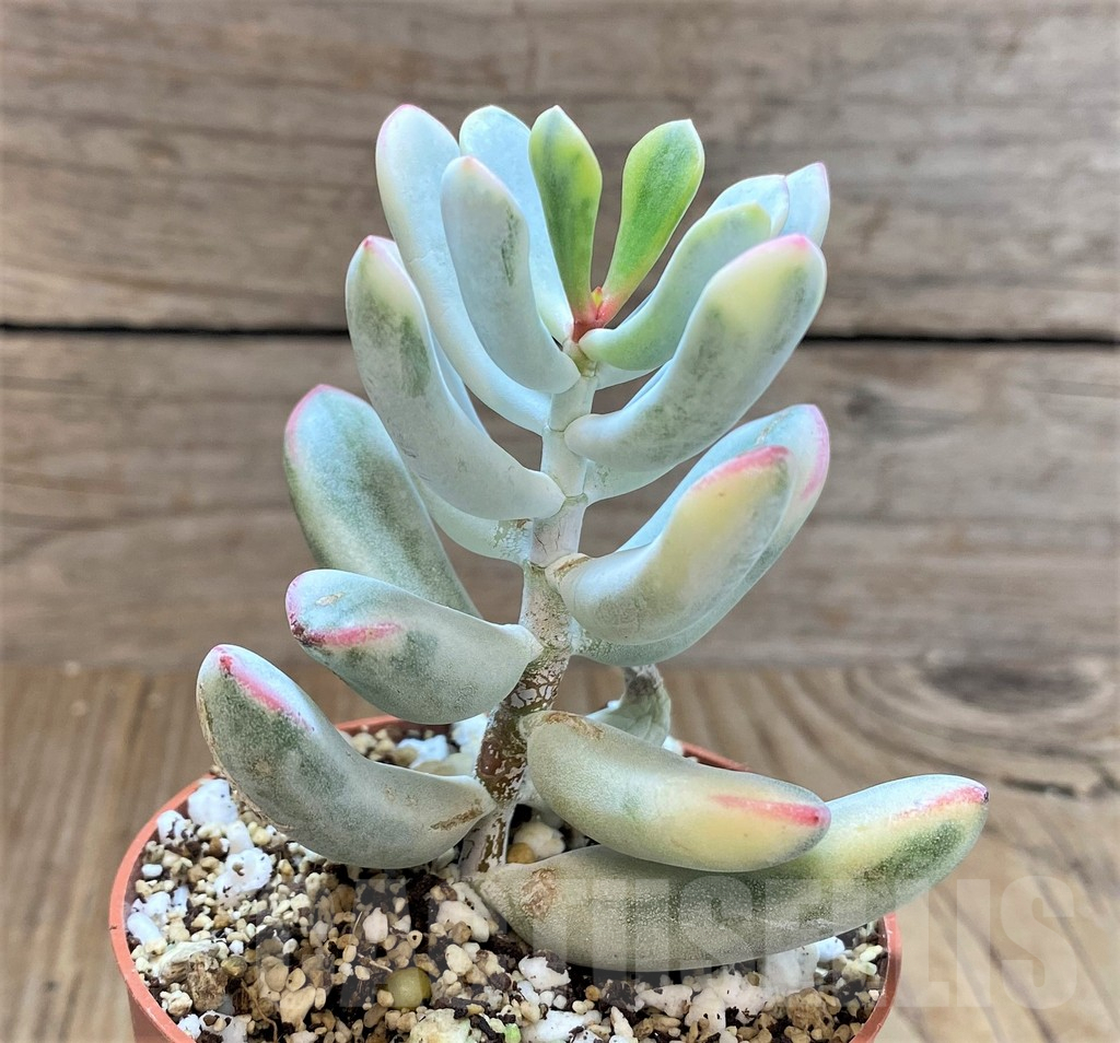 SHPR41483 Cotyledon orbiculata f. variegata, long leaf - Image 2