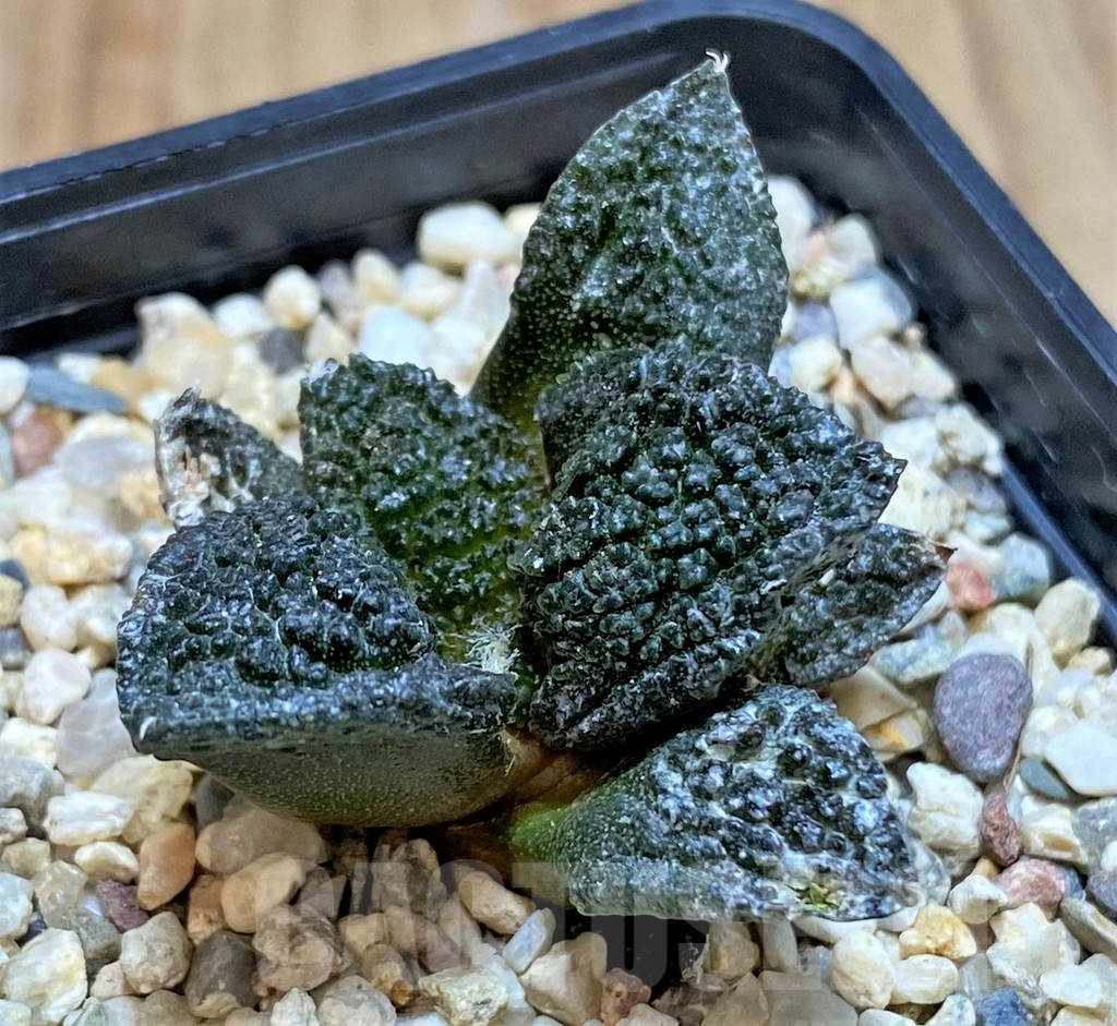 SHPR41485 Ariocarpus fissuratus ‘Godzilla’ hybrid, seedling - Image 2