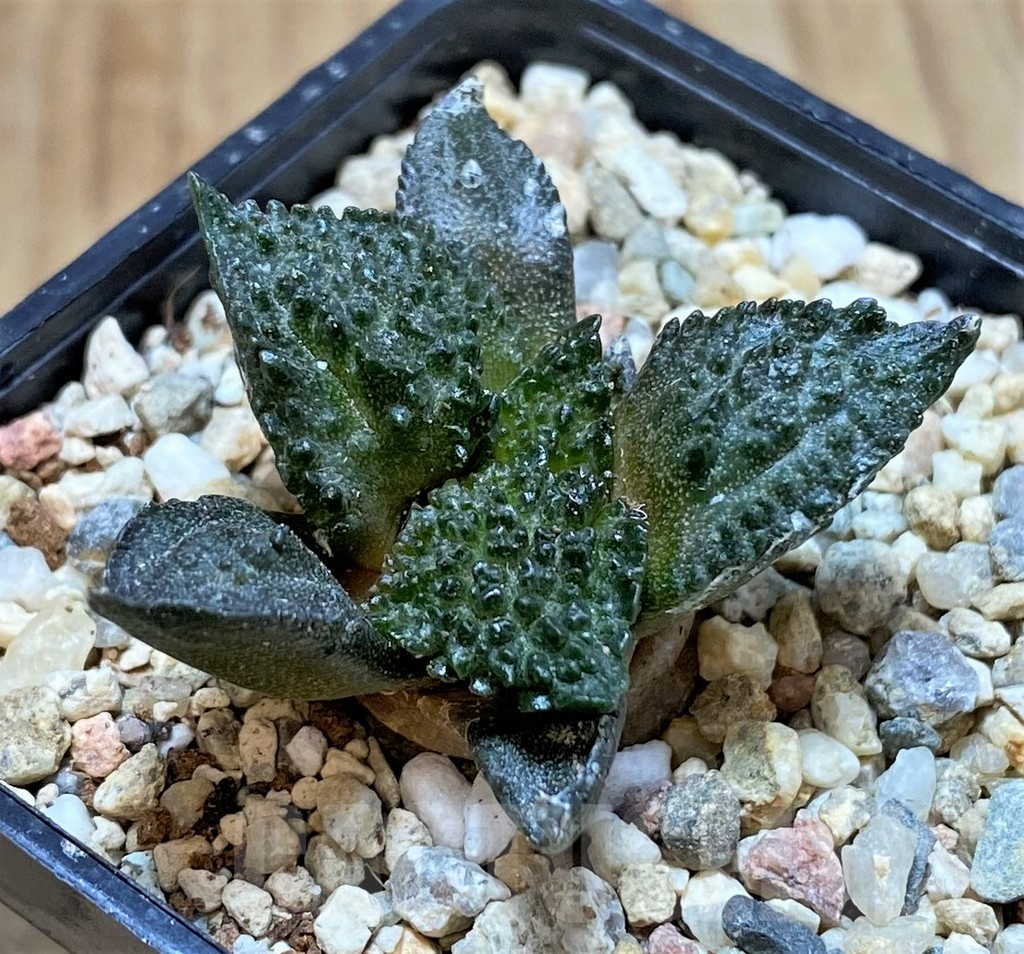 SHPR41486 Ariocarpus fissuratus ‘Godzilla’ hybrid, seedling - Image 2