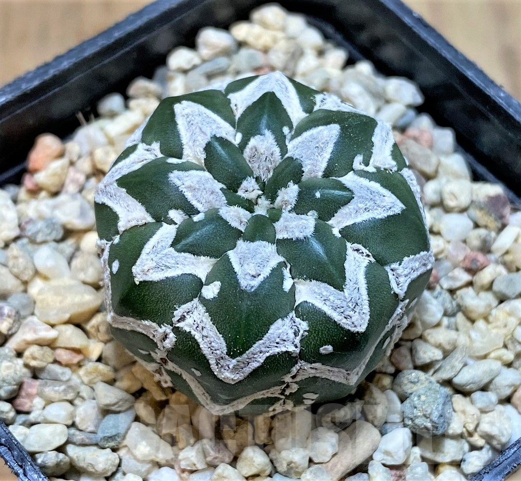 SHPR41491 Astrophytum asterias ‘Super Kabuto’ V-type f. nudum