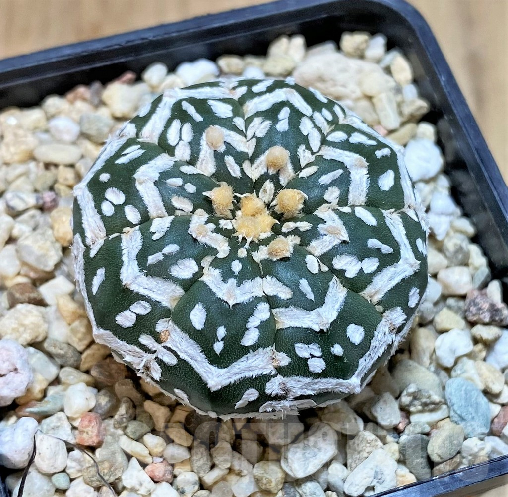 SHPR41494 Astrophytum asterias ‘Super Kabuto’ V-type f. nudum